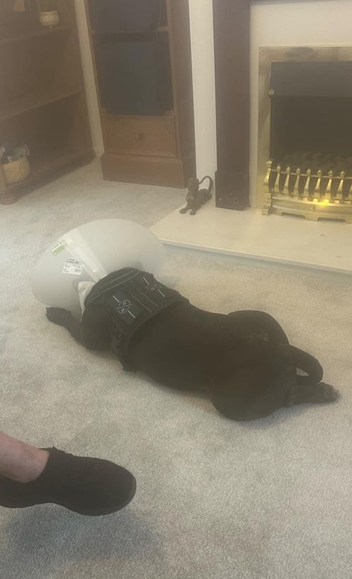 Beautiful friendly pocket bully x staffy