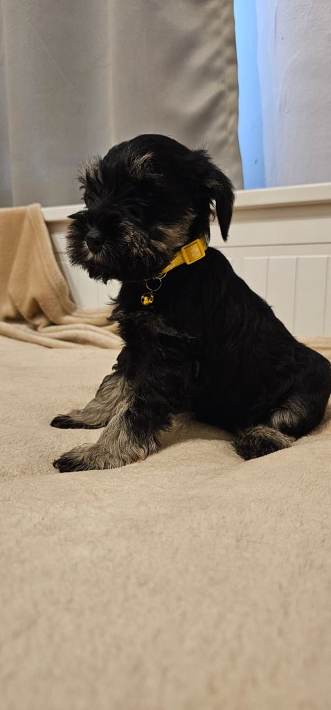Miniature Schnauzer Puppies - 7 Adorable Girsl waiting for a loving forever homes. 