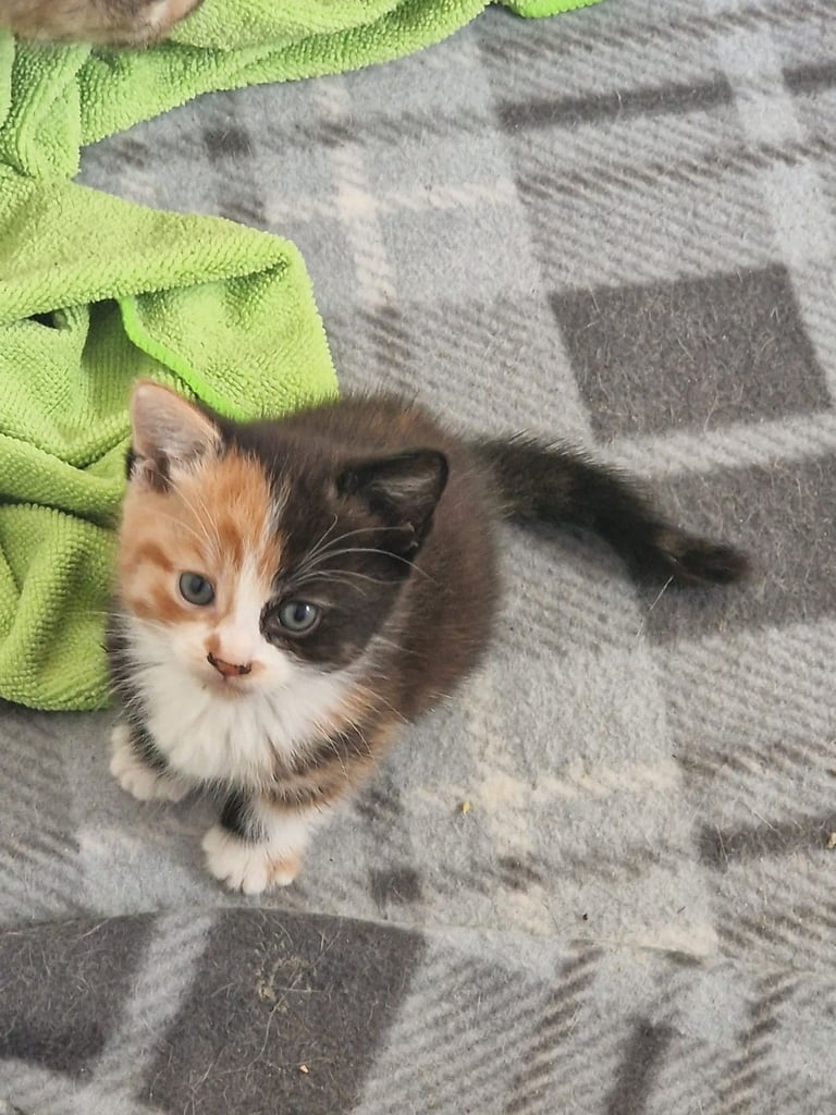 image for 4 Beautiful Fluffy Kittens 