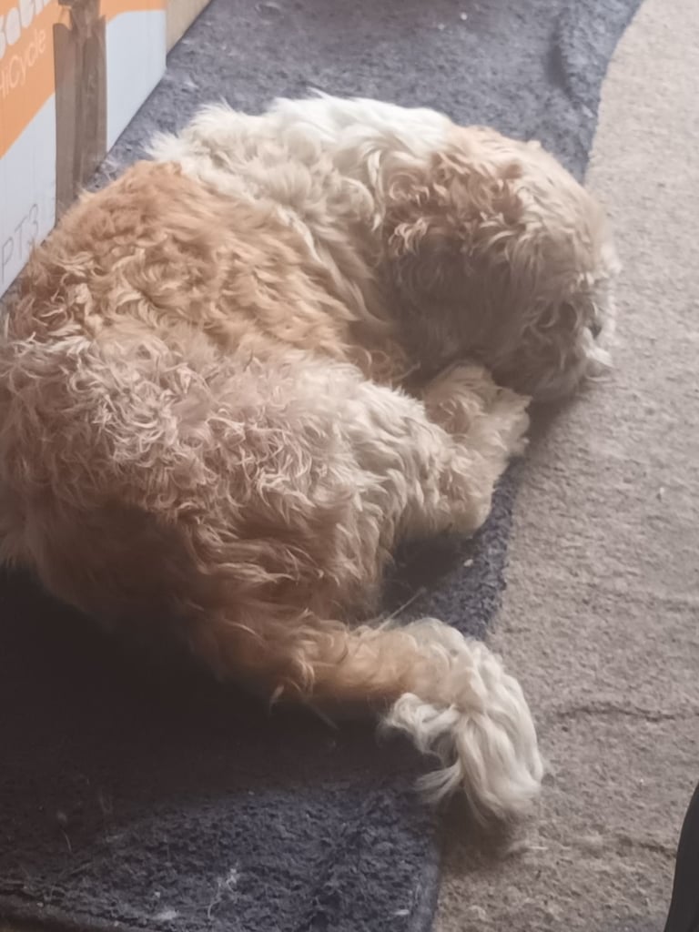 Female & Male Shihtzu siblings