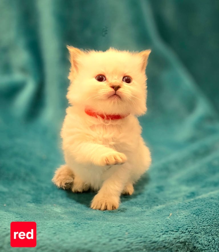 image for ADORABLE GCCF REG GRAND CHAMPION LINE RAGDOLL KITTENS
