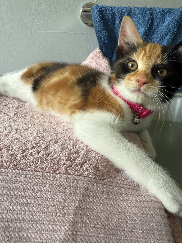 Female Kitten