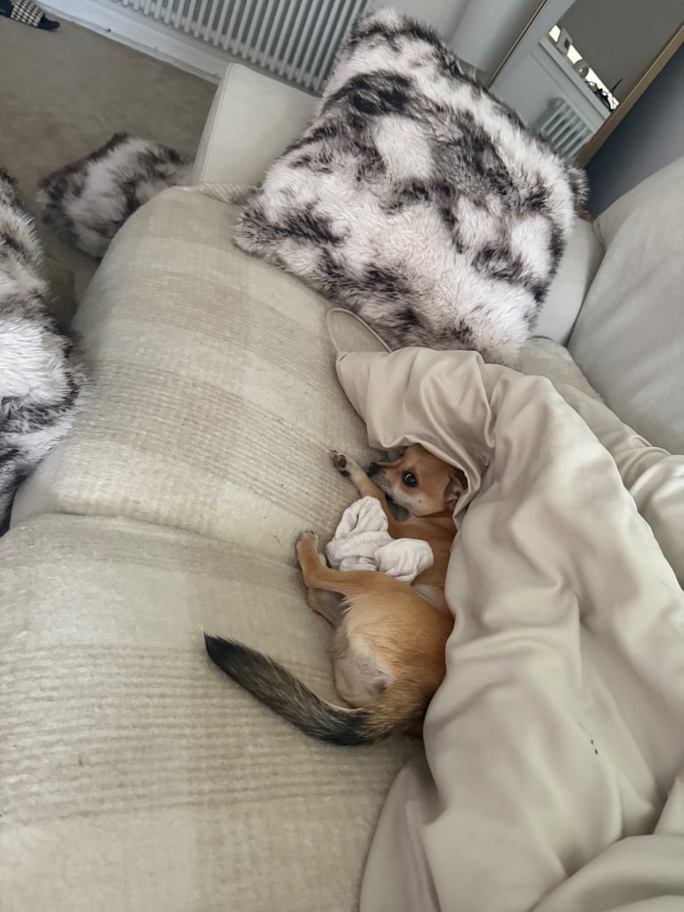 Two Chihuahua x Jack Russell Males for sale 6 months old.