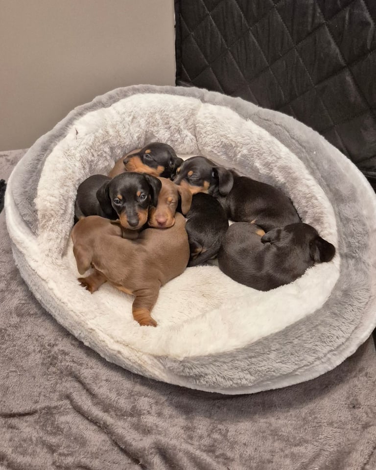 Minature Dachshund puppies. All reserved 