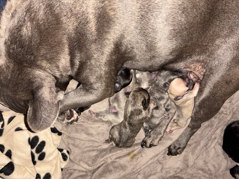 K c Frenchie puppies 