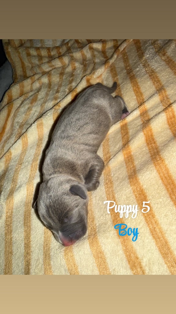 Staffordshire bull terrier puppies