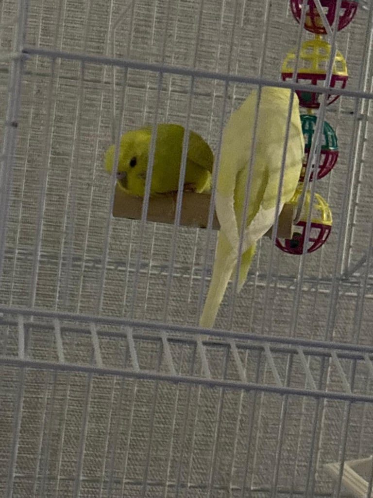 image for Budgies for sale need a new home 