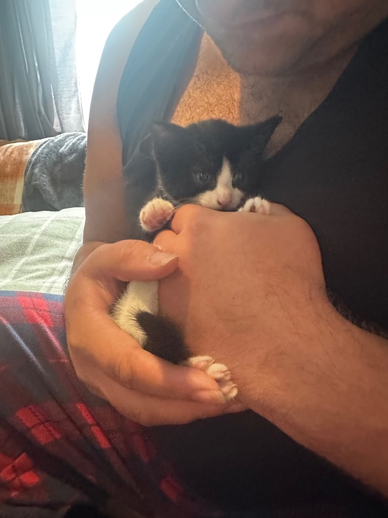 Tuxedo Kittens 🐈‍⬛ 