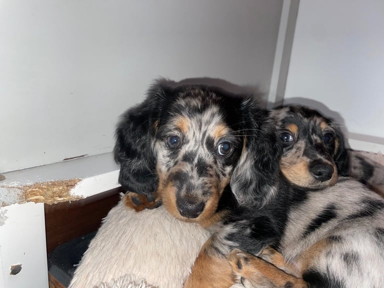 Long Haired Dachshund Puppies READY NOW!