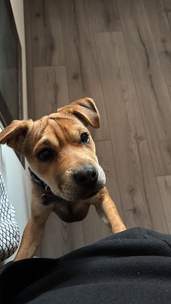 Puppy for sale Patterdale x Lakeland Terrier 