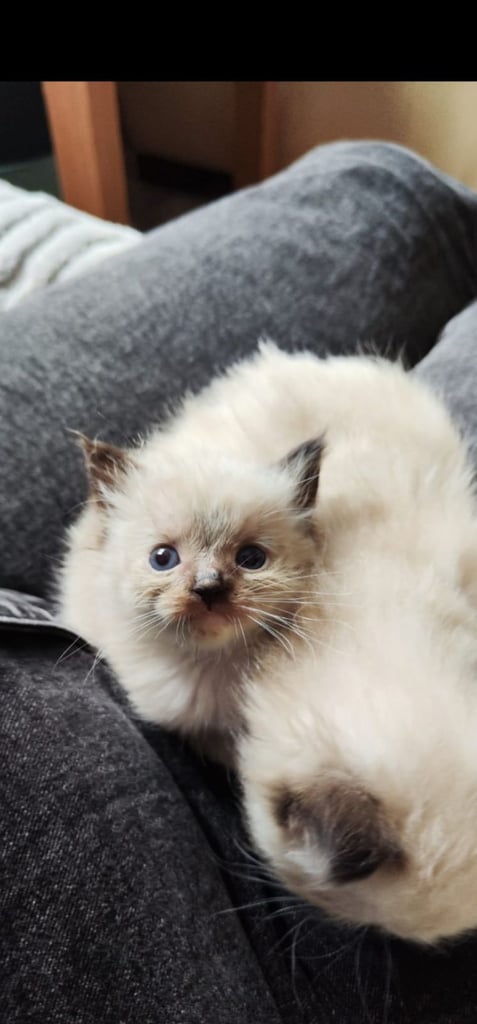 Last little girl pure Ragdoll kitten 