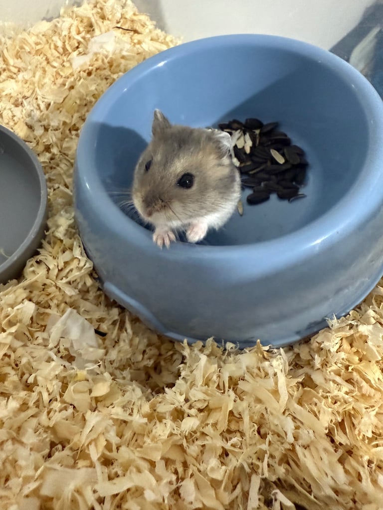 Russian dwarf hamster 