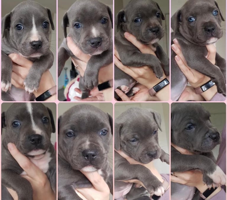 Blue Staffordshire bull terrier puppies 