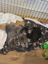 2 chunky kc registered french bulldogs that carries fluffy