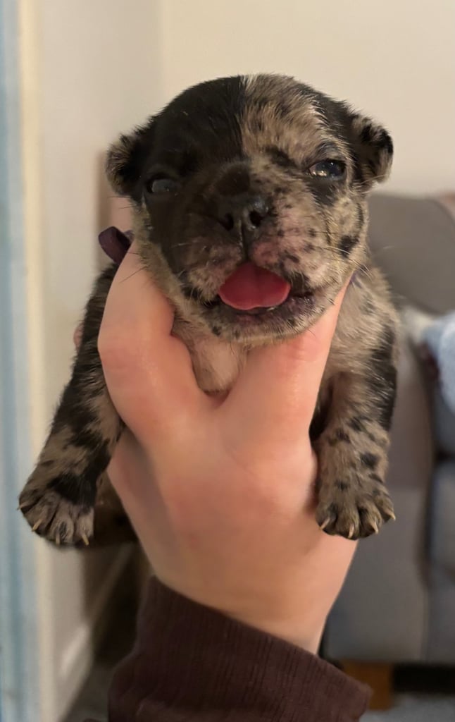 French bulldog puppies 