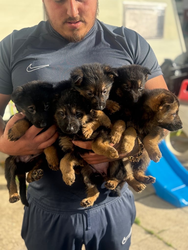 German shepherd pups 