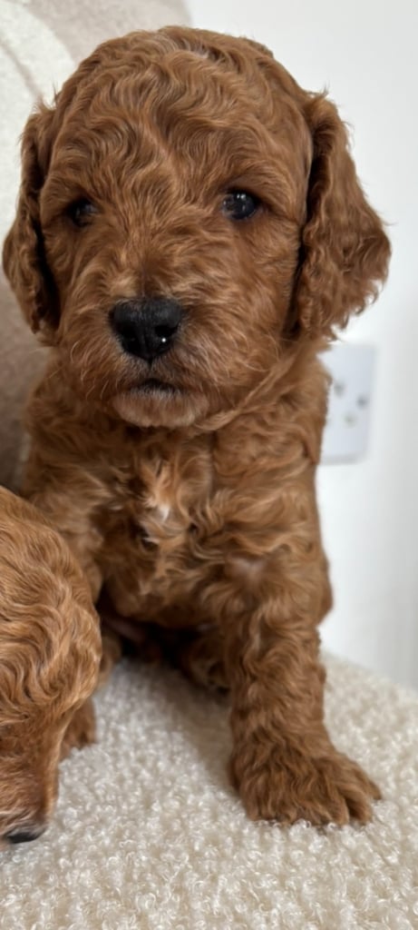Beautiful f1b cockapoo puppies 