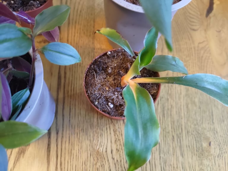 Job lot Houseplants Bromeliad Tradescantia Orchid Philodendron Easy Care Indoor Plants Potted