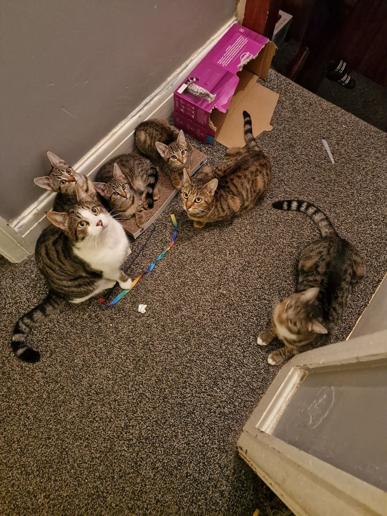 3 beautiful female kittens up for sale