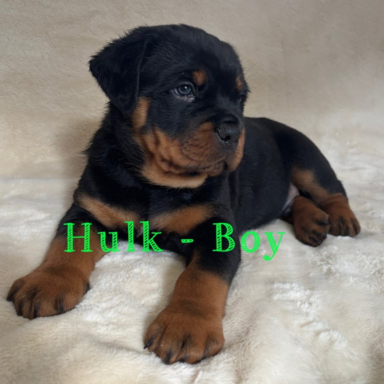 Rottweiler Puppies 
