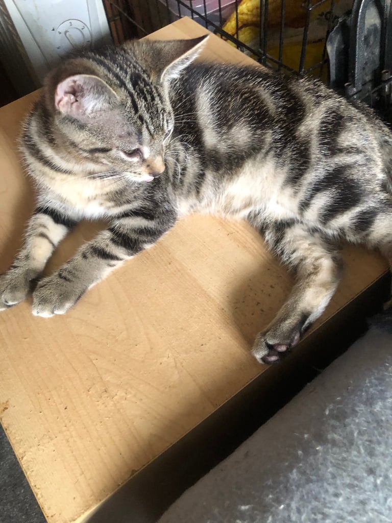 Bengal cross kitten male 