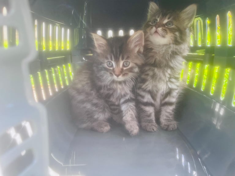 Stunning litter of Maine Coon ready to go