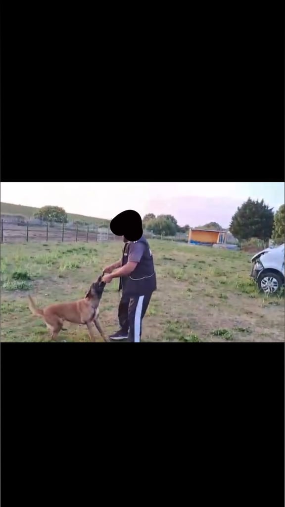 🚨 Exceptional Belgian Malinois Puppies! 🚨