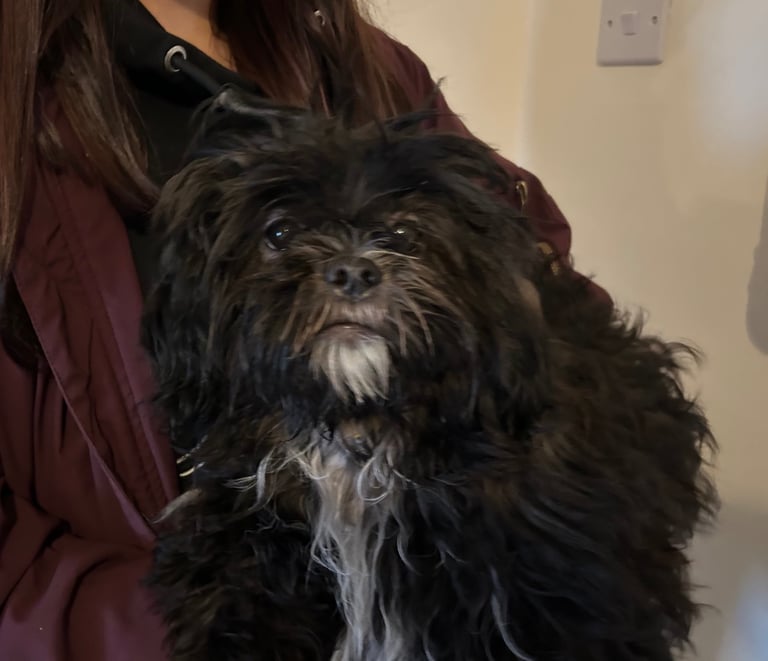 Hyproallergenic Shih-poo Girl