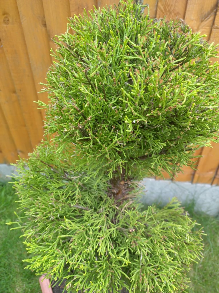 Pom pom lemon tree