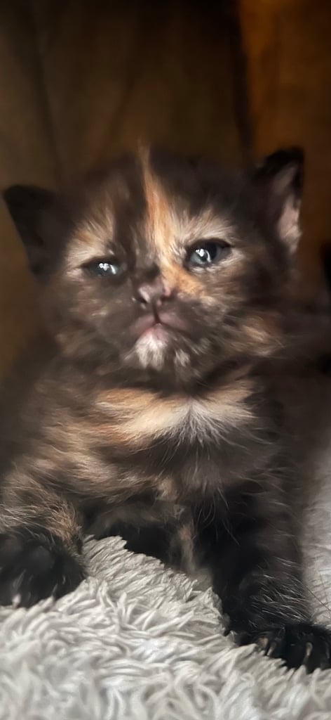 image for Stunning tortie kittens 9 weeks old