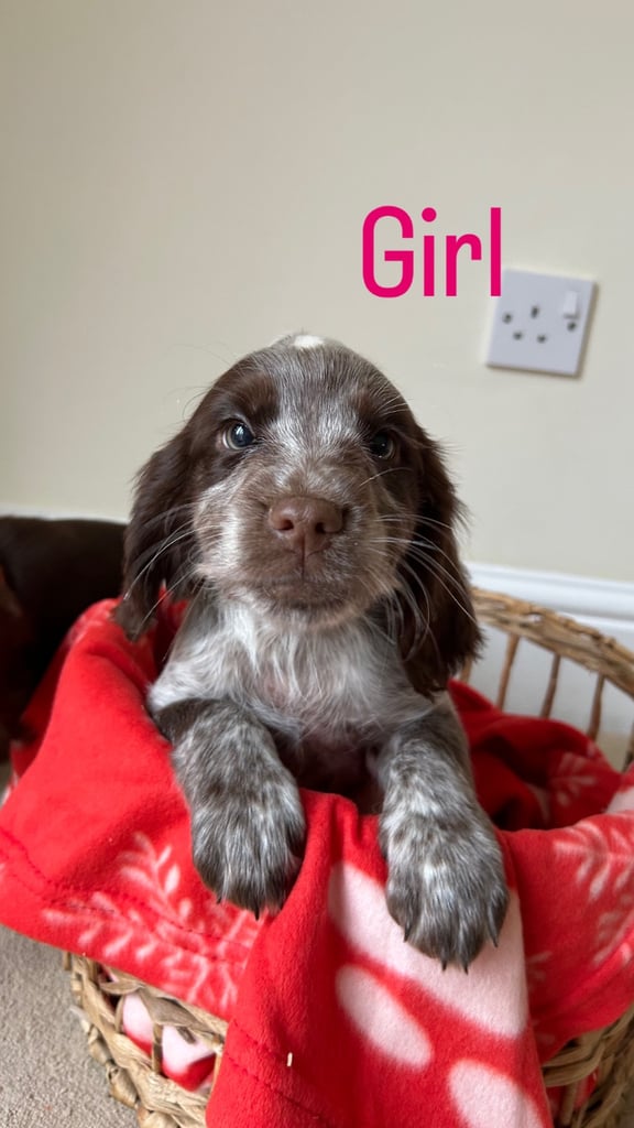 Cocker spaniel puppies 