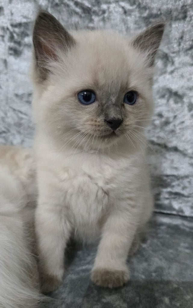 Stunning Ragdoll Male Kittens 