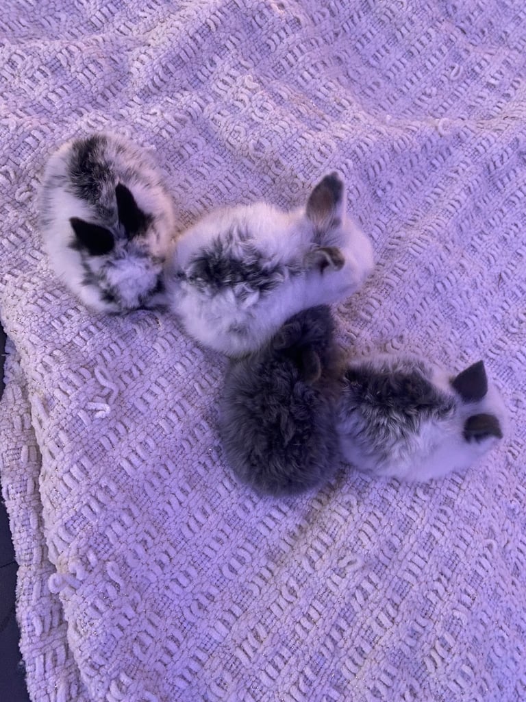 4 adorable lion head bunny rabbits 