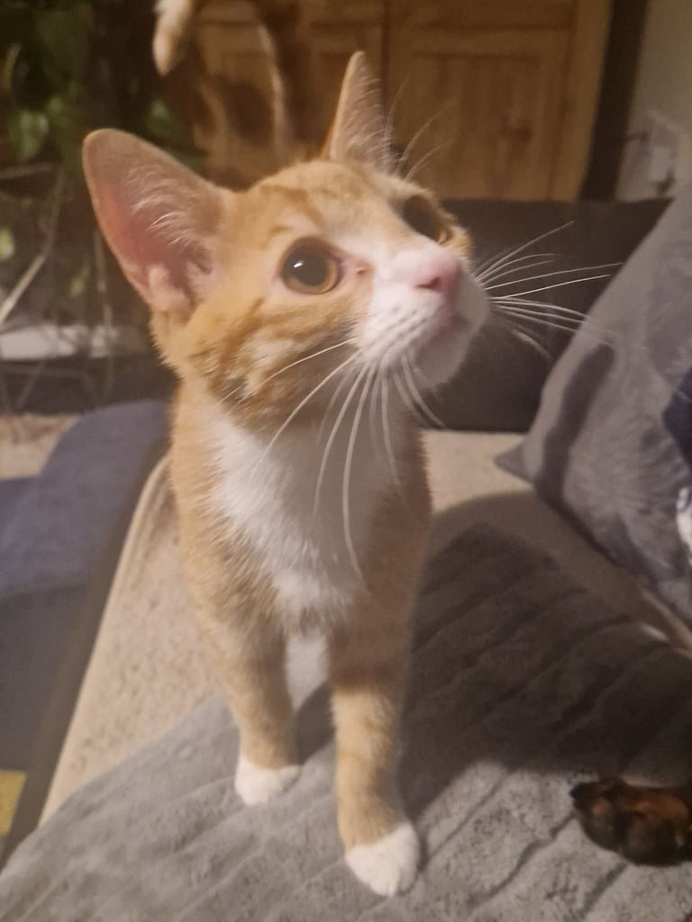 2x kittens need new home 