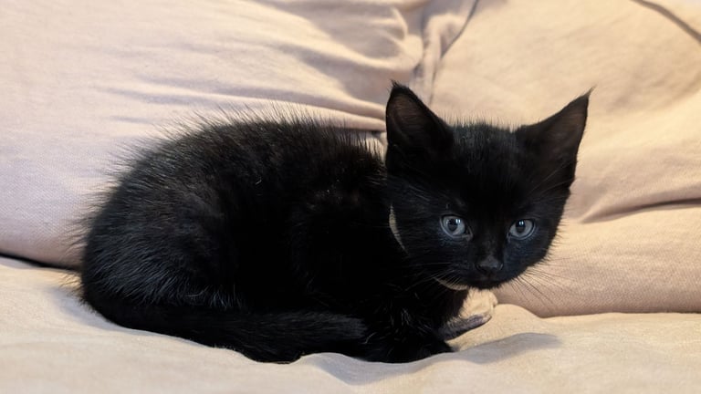 3 black kittens for sale