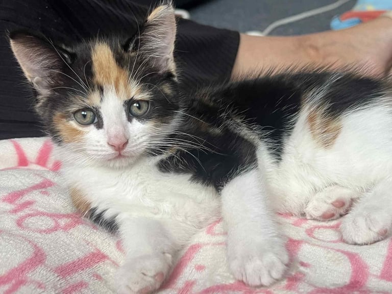 Kittens looking for warm and safe home