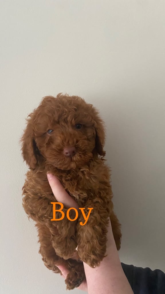 Toy Poodle Dogs Puppies For