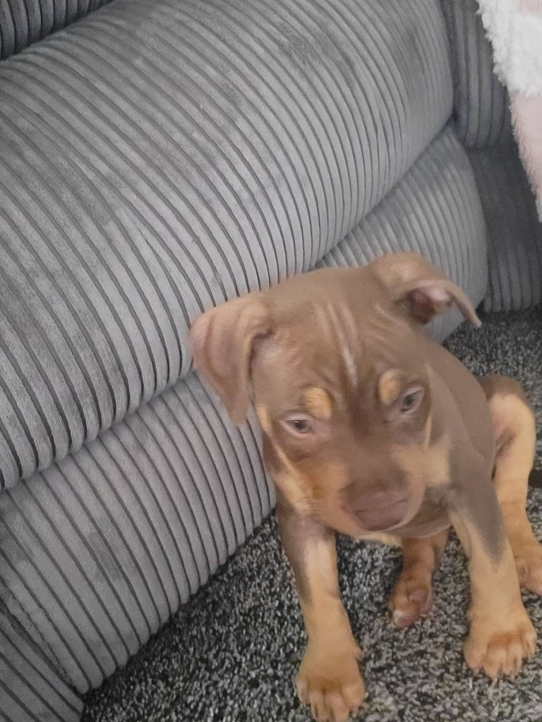 Staffordshire mix pup 