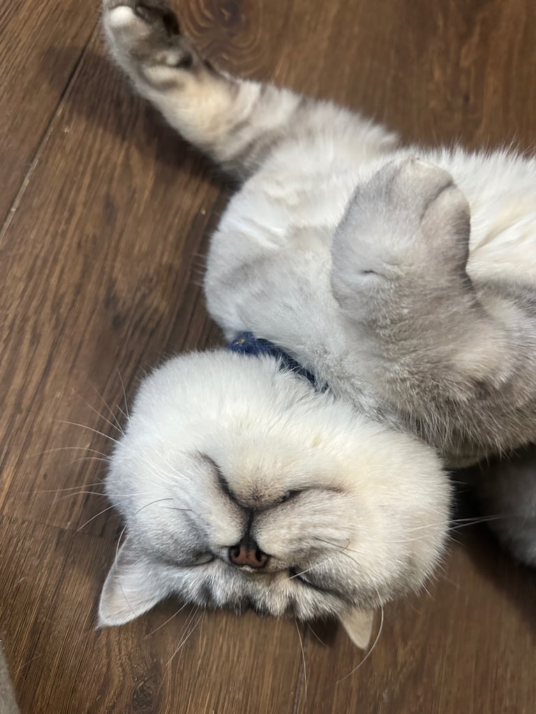 Black British Shorthair - Kitten