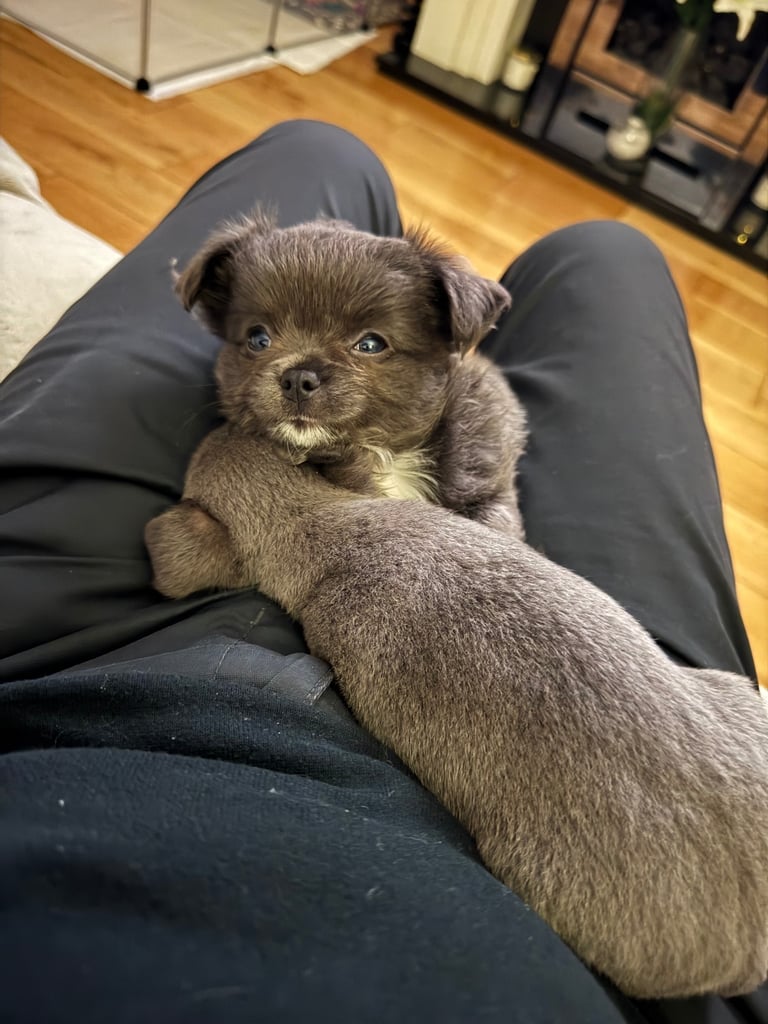 Beautiful Teddy Bear chihuahua looking for his forever home 