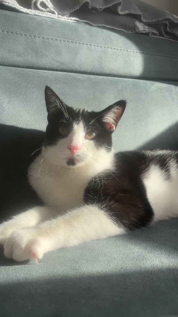 !4 gorgeous kittens for sale! £50 for a pair