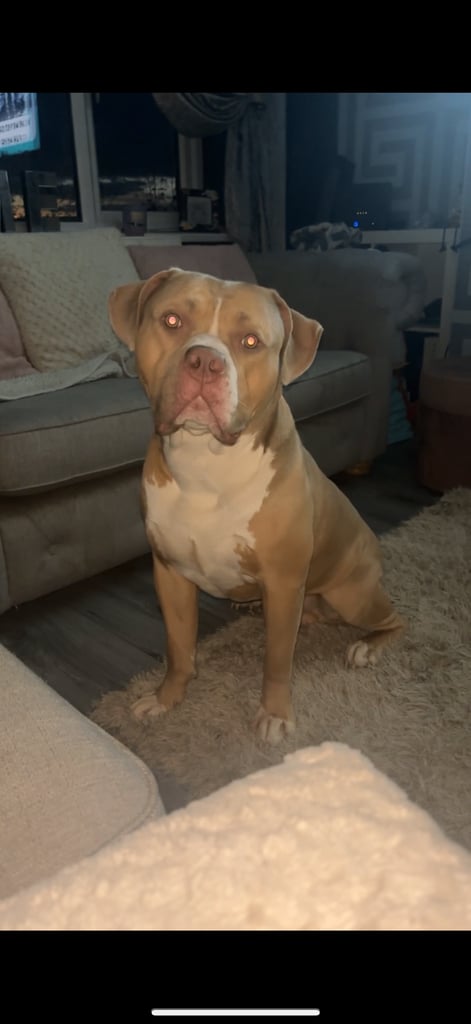 3 year old American bulldog 