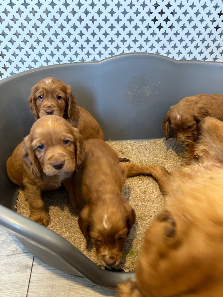 Red.cocker spaniels 