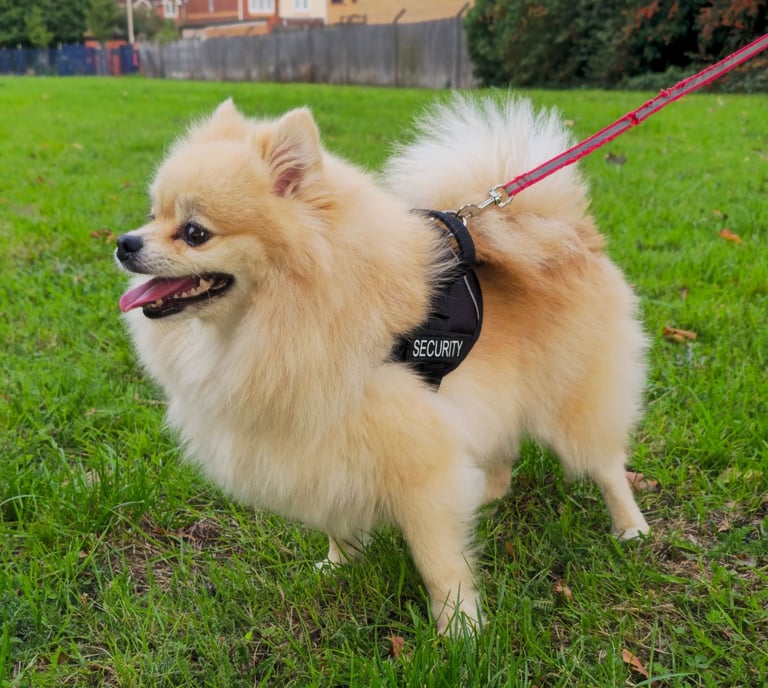 Pomeranian pure fox face