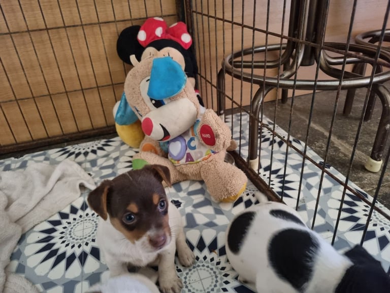 2 beautiful jack Russell pups 
