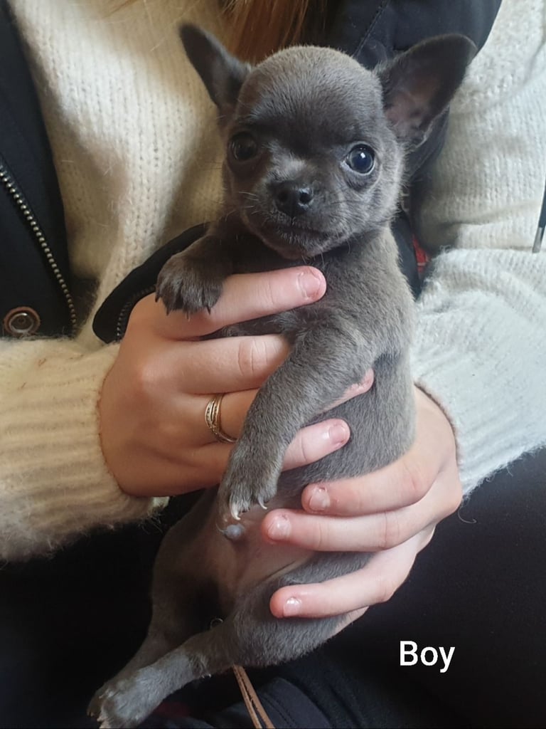 Pure Chihuahua lilac pupies