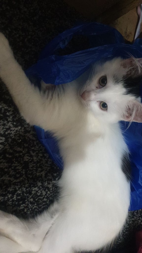 3 months old turkish kitten