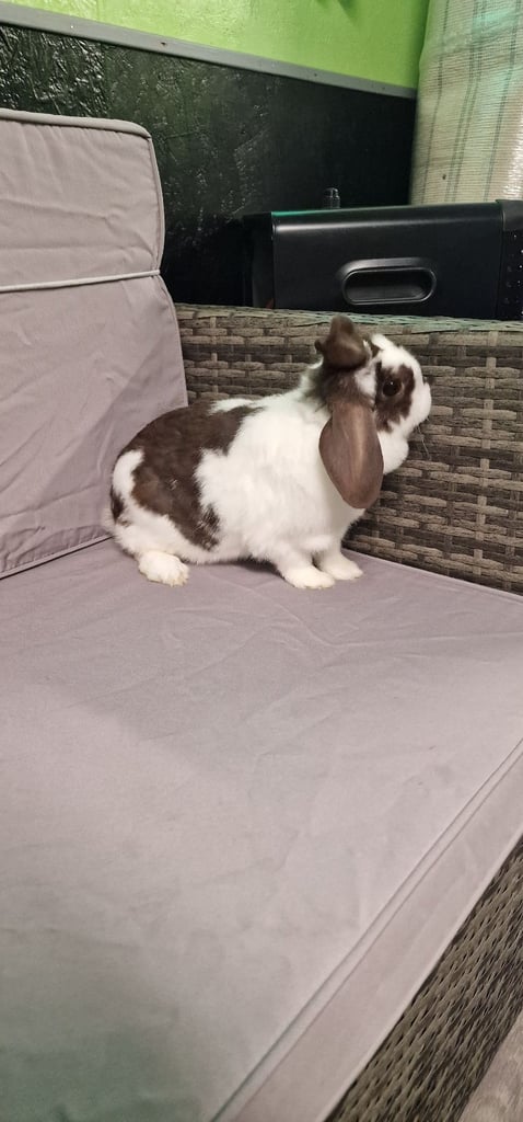 MINI LOP FEMALE RABBIT 
