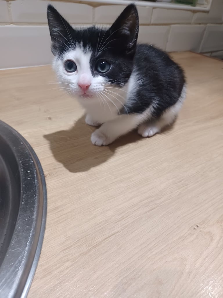 Kittens Available 4 siblings