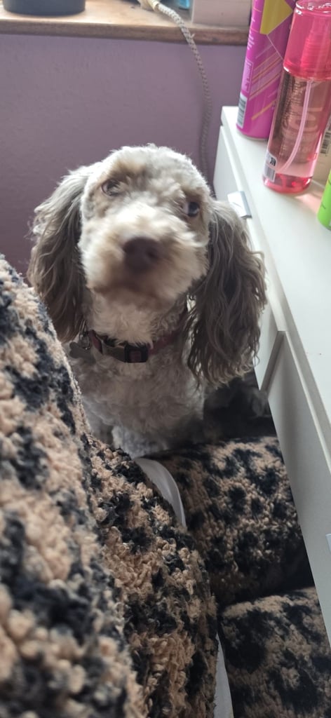 Cockapoo Grey Female